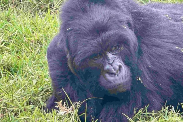 4-Day Golden Monkey Gorilla and Lake Bunyonyi Experience