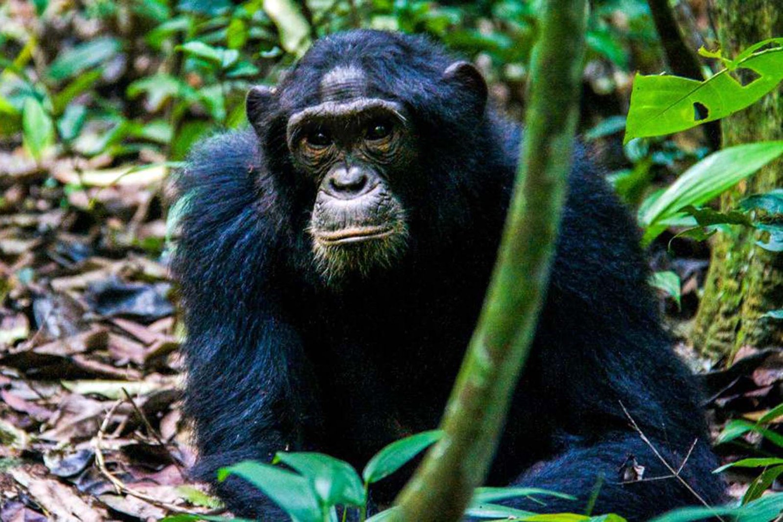 Safari 2 Gorilla Tours – Gorilla Trekking & Wildlife Safaris in East Africa