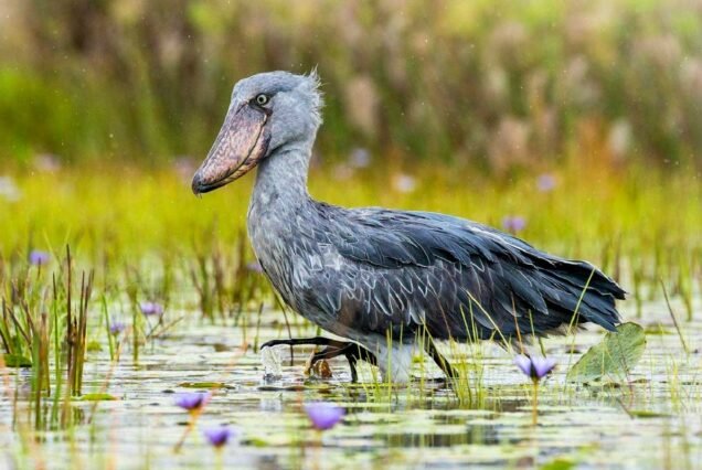 1-Day Mabamba Swamp Shoebill Tracking & Equatorline Tour