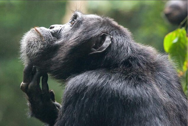 12-Day Uganda Gorilla Trekking & Tanzania Wildebeest Trip