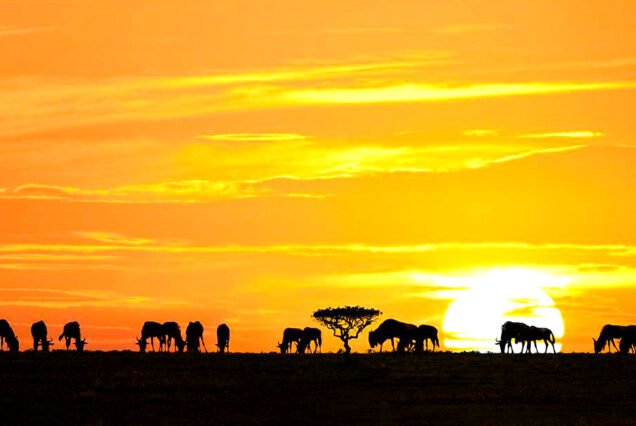 9-Day Rwanda, Uganda, Tanzania Gorillas &Wildlife Safari