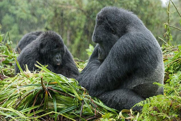 12-Day Rwanda Uganda Gorillas, Chimpanzees & Wildlife Trip