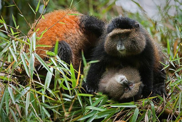 4-Day Rwanda Gorilla and Golden Monkey Trekking Tour