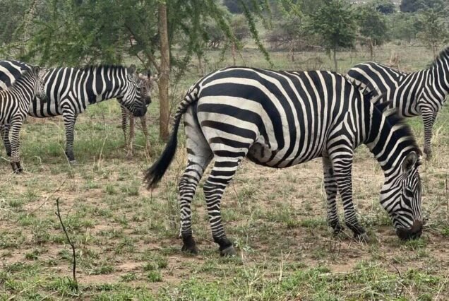 4-Day Rwanda Wildlife Safari and Gorilla Trekking Tour