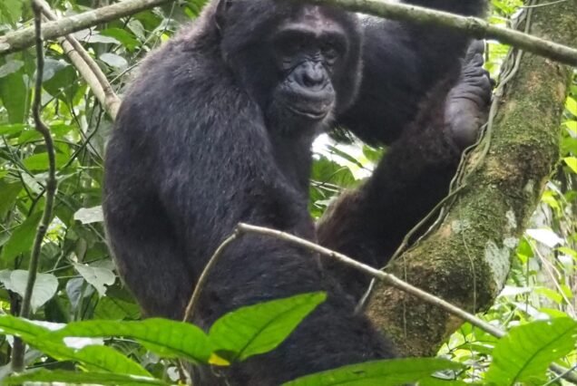 4 Days Uganda Gorilla Tours from Rwanda