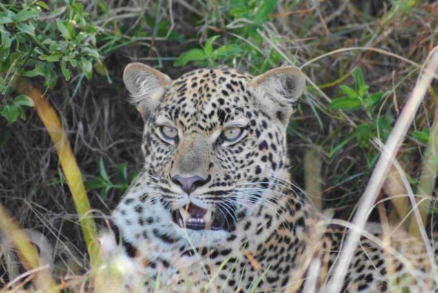 7-Day Rwanda Uganda Wildlife and Primate Safari Adventure