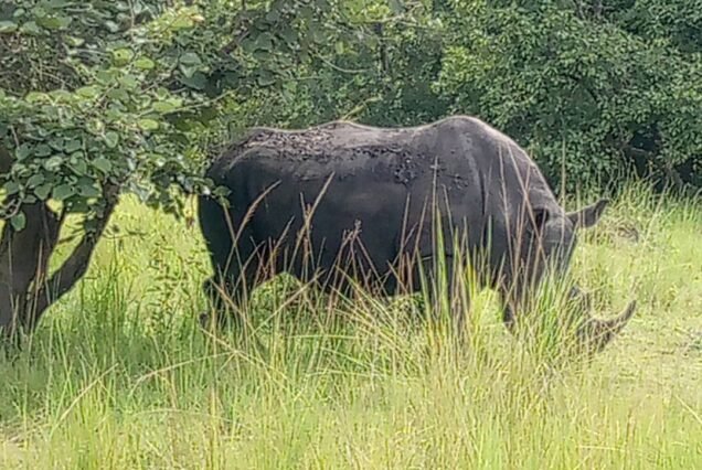 2-Day Chimpanzee Trekking and Rhino Tracking Experience