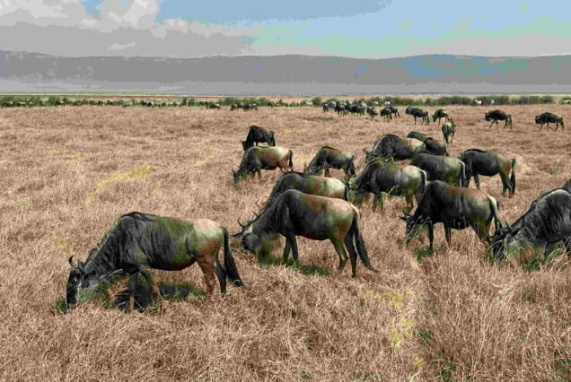 11-Day Rwanda Uganda Tanzania Primate and Safari Expedition