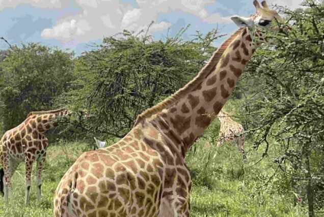 5-Day Lake Mburo National Bark & Gorilla Trekking Trip