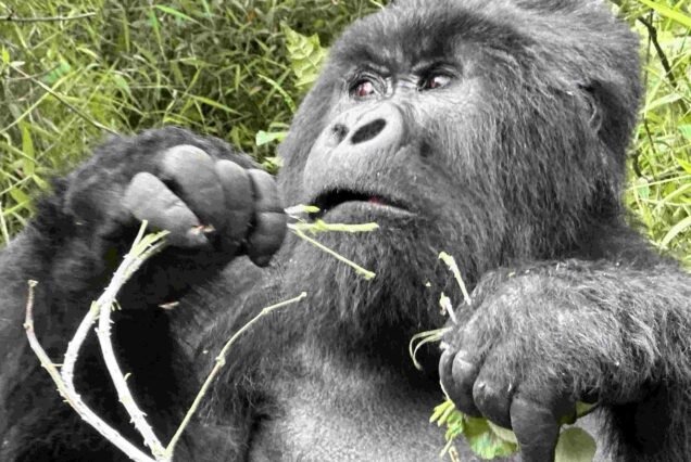 19-Day Uganda Rwanda Wildlife Primates Rwenzori Trek