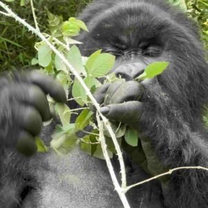 40-Day Discover Uganda Rwanda Safari and Adventure