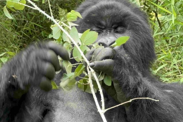 40-Day Discover Uganda Rwanda Safari and Adventure