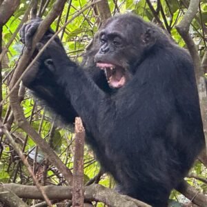 7-Day Rwanda Gorilla Safari Wildlife Adventure Tour