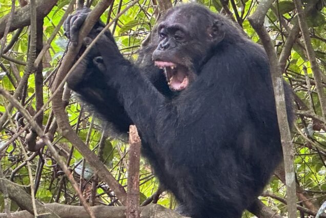 7-Day Rwanda Gorilla Safari Wildlife Adventure Tour
