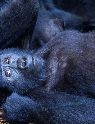 Bwindi_Impenetrable_National_Park_017